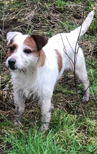 Cwmllinau Jack Russells