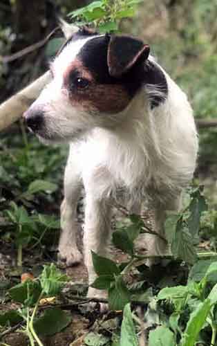 Cwmllinau Jack Russells