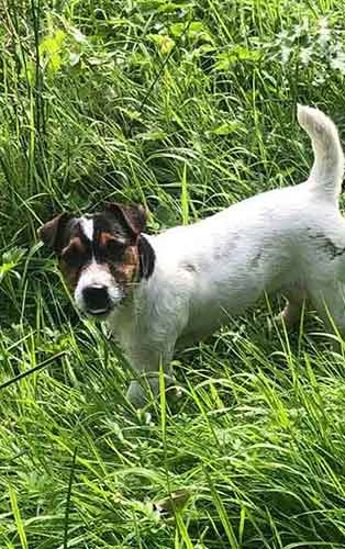 Cwmllinau Jack Russells