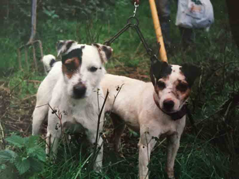 foxwarren jack russell for sale