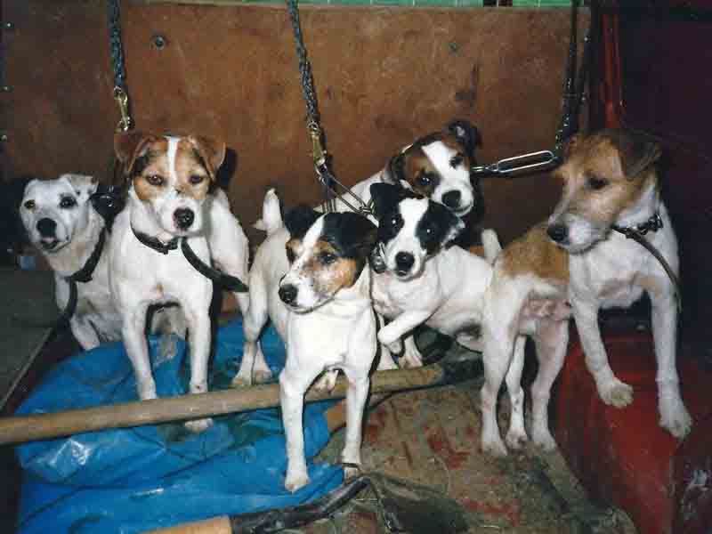 foxwarren jack russell for sale